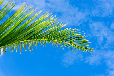 Close-up of palm tree against blue sky