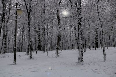 Bare trees in forest during winter