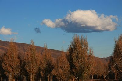 Low angle view of trees on field against sky