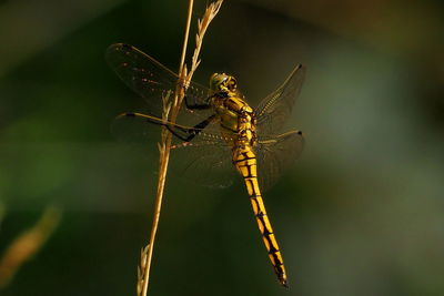 Close-up of dragonfly on plant