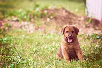 Close-up portrait of puppy sticking out tongue while sitting on grassy field at park