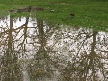 Ducks swimming in water