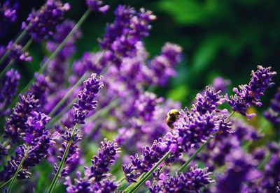 Close-up of insect on purple flowering plant