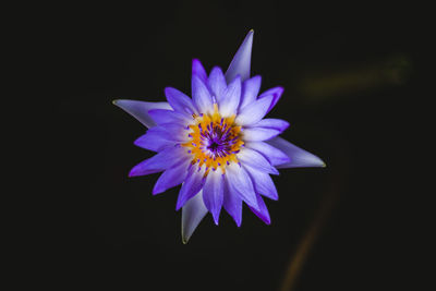 Close-up of purple flower against black background