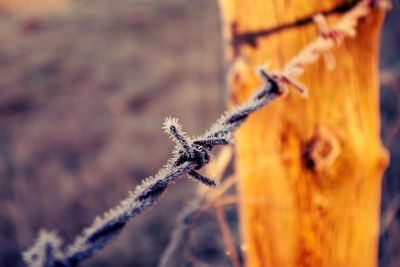 Close-up of frost covered barbed wire fence