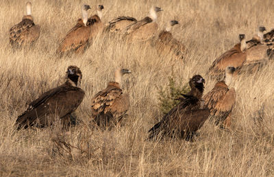 View of birds on grass