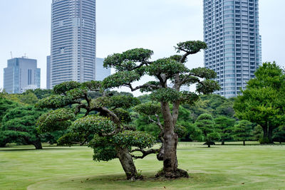 Trees in park against buildings in city