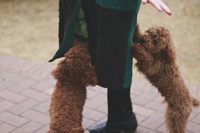 Close-up of poodle puppies playing with owner