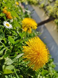 Close-up of yellow flowering plant