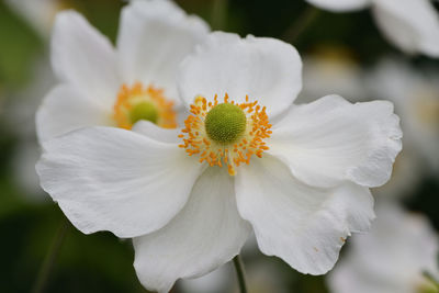 Close-up of white flowers blooming outdoors