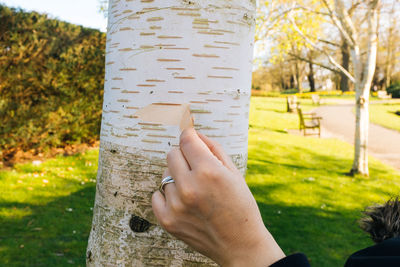 Close-up of cropped hand peeling bark