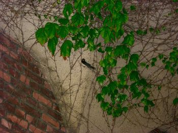 Ivy growing on wall