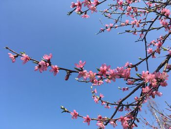 Low angle view of cherry blossom against blue sky