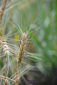 Close-up of a wheat crop