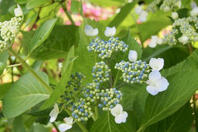 Close-up of white flowering plants