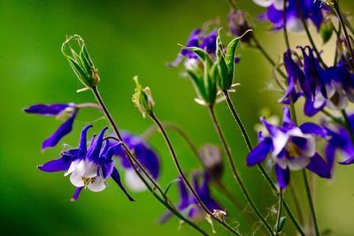 Close-up of purple flowers