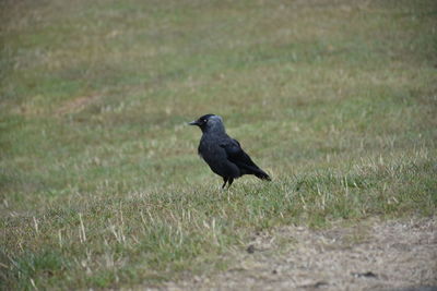 Bird perching on a field