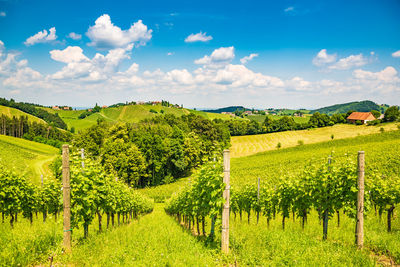 Scenic view of agricultural field against sky