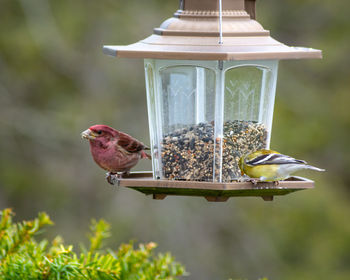 Bird perching on a feeder