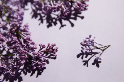 Close-up of pink flowering plant against white background