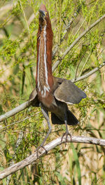 Bird perching on a tree