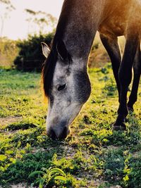 Close-up of horse grazing on field