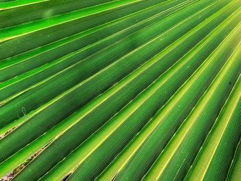 Full frame shot of palm tree