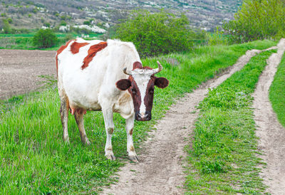 Cow on the country road . cow looking at camera