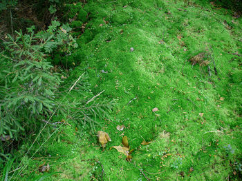 Plant growing on grassy field