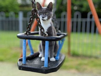 Cat sitting on metal in yard