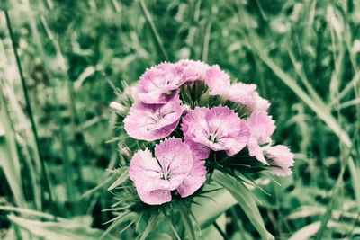 Close-up of pink flowering plant