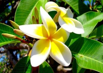 Close-up of frangipani on plant
