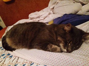 Cat sleeping on blanket