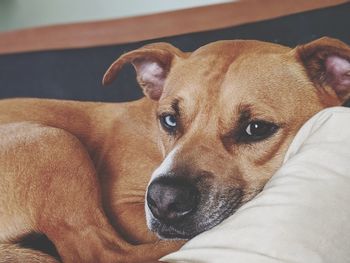 Close-up portrait of dog resting on bed