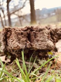 Close-up of mushroom growing on field