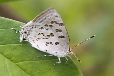 Close-up of butterfly