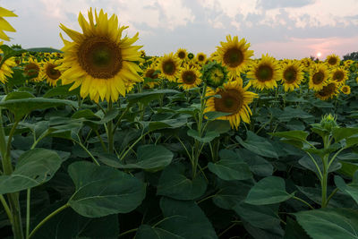 Close-up of yellow flowering plants on field against sky