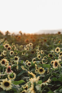 Close-up of flowering plants on field against clear sky