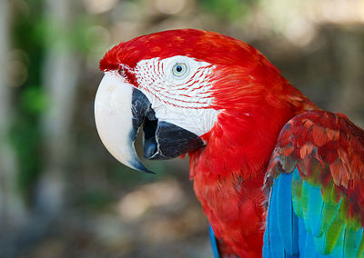 Macaw ii , cayo saetia - cuba