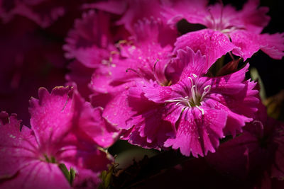 Close-up of pink flowering plant