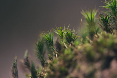 Close-up of plants growing on field