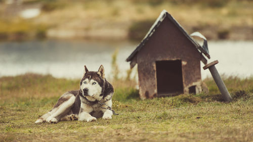 Dog sitting on field against house