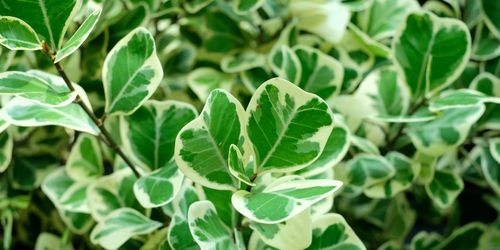 High angle view of plant leaves