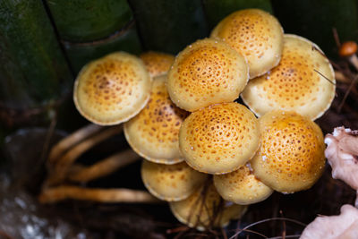 High angle view of mushrooms