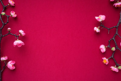 Close-up of pink cherry blossom