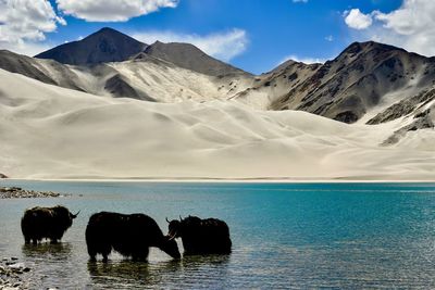 Scenic view of snowcapped mountains against sky