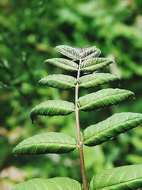 Poison sumac leaves, richmond, virginia, usa