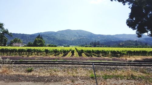 Scenic view of vineyard against clear sky