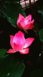 Close-up of pink flower