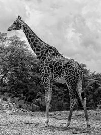 Giraffe standing by tree against sky